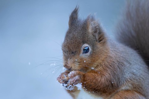 Red squirrel (Sciurus vulgaris) adult animal feeding on a nut in the snow in winter, England,