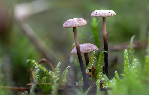 Androsaceus perforans, gymnopus perforans, marasmiellus perforans, micromphale perforans,