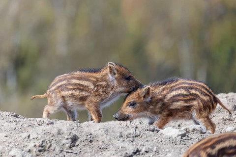 Two young wild boars (Sus scrofa) are playing together on a sunny day in a dry field. Bavaria,