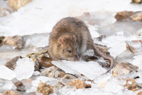 European brown rat (Rattus norvegicus) adult animal searching for food on ice of a frozen lake in