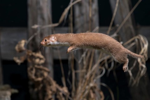 Carnivora, least weasel, mouse weasel, mustela nivalis, predators, bolt, mammals, raptors, jump,
