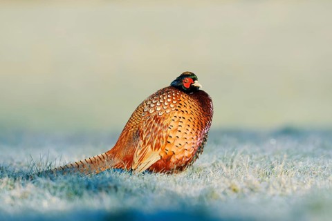 Hunting pheasant (Phasianus colchicus), cock in a meadow with hoar frost, North Rhine-Westphalia,