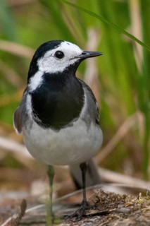 Wagtail, Motacilla Alba, White Wagtail, Birds, High Size, Portrait, Passeri, Songbirds, Birds