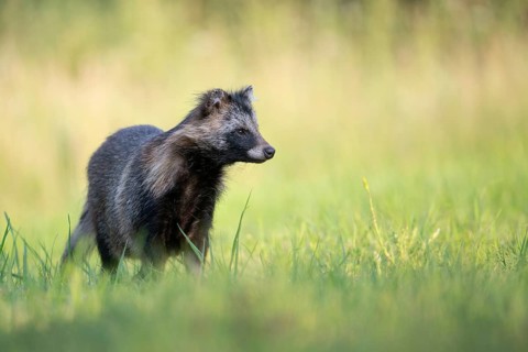 Raccoon dog (Nyctereutes procyonoides) looking curiously at a forest clearing, portrait, Podlaskie