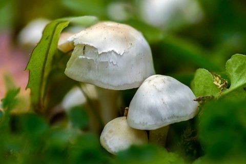 Agaricus geophyllus, common white inocybe, earth-leafed cracked mushroom, inocybe geophylla,