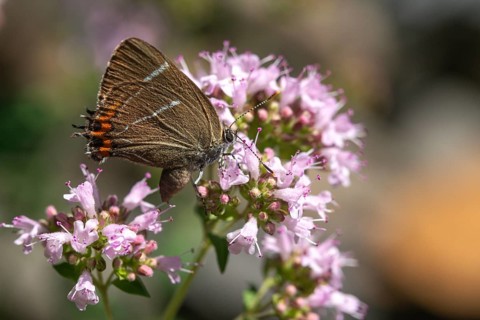 Satyrium W album, Strymonidia W album, elms, butterfly, insects, butterflies, butterflies,