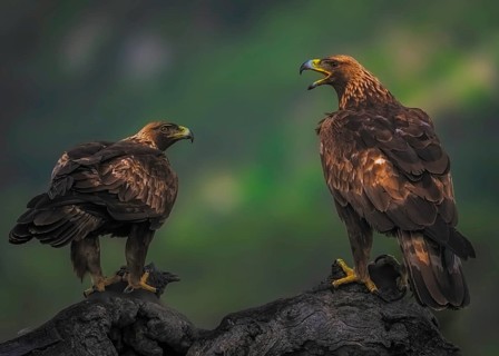 Golden eagle (Aquila Chrysaetos), a pair of golden eagles foraging together in the foothills of the