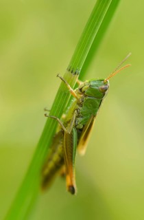 Acrididae, Caelifera, Chorthippus montanus, field locusts, gomphocerinae, grasshoppers,