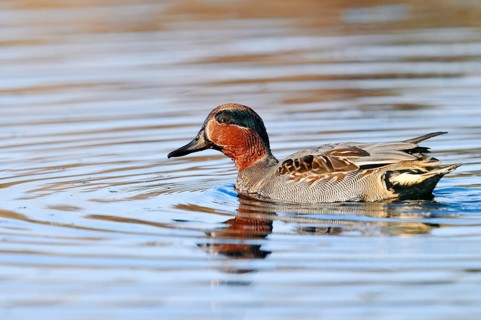 Teal (Anas crecca), drake, North Rhine-Westphalia, Germany
