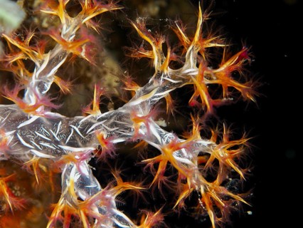 Close-up of a colourful, delicate coral with red and orange branches, orange tree coral