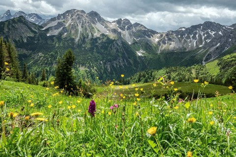 Meadow with wildflowers, Fellhorn, mountains of the Allgäu Alps behind, Oberstdorf, Oberallgäu,