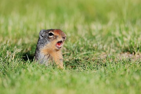A Columbia ground squirrel (Urocitellus columbianus, Spermophilus columbianus) peeks out of its
