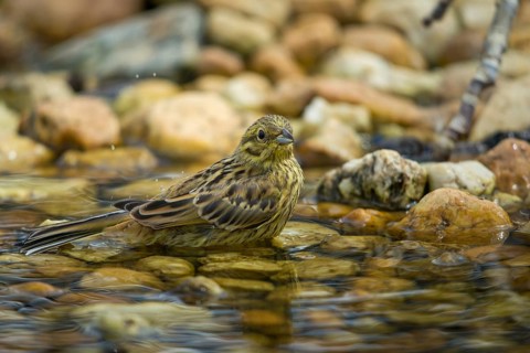 Emberiza Citrinella, Yellowhammer, Yellowhammer, Bath, Bird Bath, Birds, Adolescent, Juvenile,