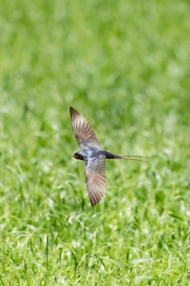 A swallow flies low over a green meadow, wings outstretched in its natural habitat, a barn swallow