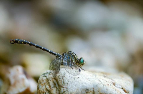 Rivermaids, gomphidae, green-eyed hooktail, small pincer dragonfly, onychogomphus forcipatus, small