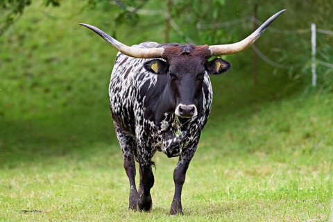 Texas Longhorn cow running in a meadow, Meienberg, Aargau Canton, Switzerland
