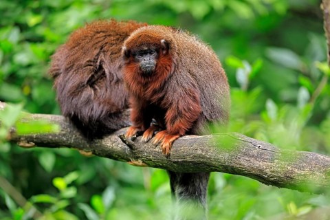 Coppery titi (Plecturocebus cupreus, syn.: Callicebus cupreus), adult, alert, tree, two