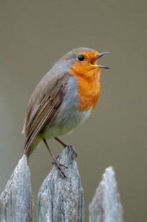 Erithacus rubecula, robin, robins, birds, garden, garden fence, song, high size, portrait format,
