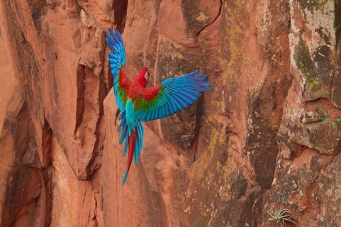 A parrot in flight on a red rock face, showing its colourful wings, Green-winged Macaw, or Dark