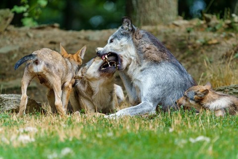 Timberwolf, wolf, American wolf (Canis lupus lycaon), Germany, wolves and cubs playing in a wooded