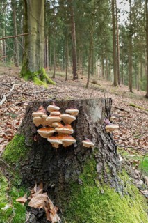 Tree sponge, spruce porling, fomes marginatus, fomitopsis pinicola, pine porling, red-banded