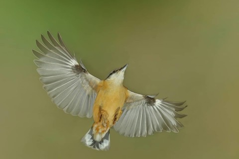 Eurasian Nuthatch (Sitta europaea) in flight, aerial photograph, high-speed aerial photograph,