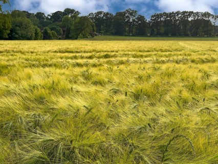 Barley (Hordeum vulgare) on a large field in the wind, plant species from the sweet grass family,
