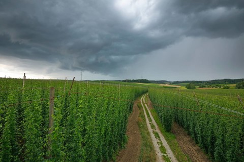 Horizontal wide-angle view of a dirt path winding through green hop fields under a dark, dramatic
