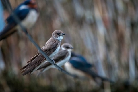 Bank Swallow, Hirundo Rustica, House Martin, Barn Swallow, Riparia Riparia, Sand Martin, Swallow,