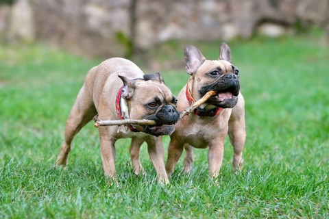 Two French Bulldog dogs playing outdoors with stick