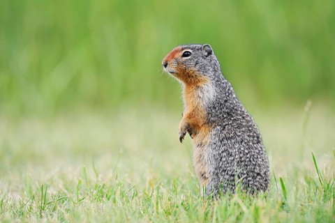 Columbia ground squirrel (Urocitellus columbianus, Spermophilus columbianus), Waterton Lakes