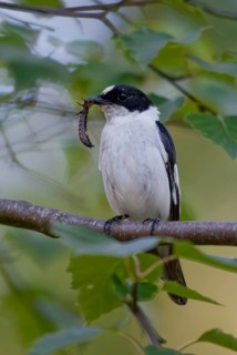 Collared flycatcher, ficedula albicollis, collared snapper, birds, high size, portrait format,