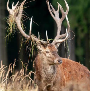 Artiodactyla, Cervus Elaphus, even-toed ungulate, cloven-hoofed, red deer, red deer, rutting, high