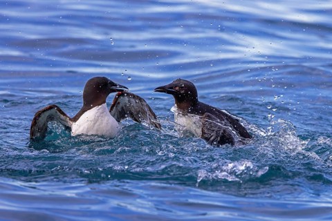 Two thick-billed murres, Brünnich's guillemots (Uria lomvia) adults fighting while swimming in the