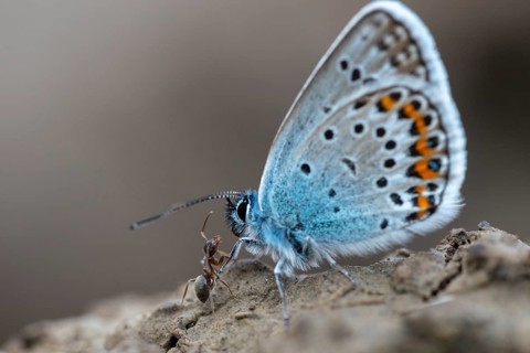 Argus blue, goatclover blue, plebeius argus, silver-studded blue, butterfly, insects, butterfly,