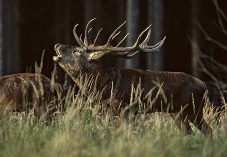 Artiodactyla, Cervus Elaphus, even-toed ungulate, cloven-hoofed, red deer, red deer, deer, deer,