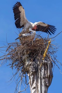 A pair of storks, white stork, common stork (Ciconia ciconia), mating in a stork's nest made of