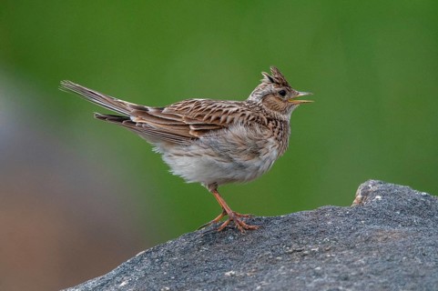 2010, Alauda Arvensis, Brandenburg, skylark, Germany, Nabu, national natural heritage, natural
