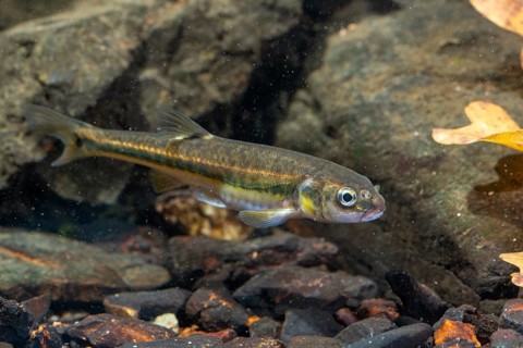 Bitterfish, minnow, Eurasian minnow, minnow, prille, phoxinus phoxinus, common minnow, fish,
