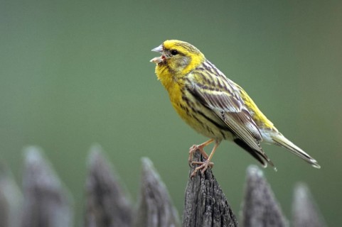 European Serin, serine, serinus serinus, birds, garden fence, song, male, passeri, singing,