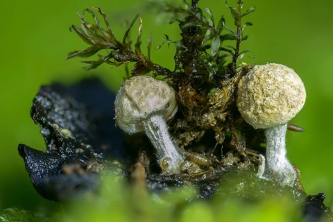 Asterophora lycoperdoides, sequential decomposer, Nyctalis asterophora, dusting hermaphrodite,