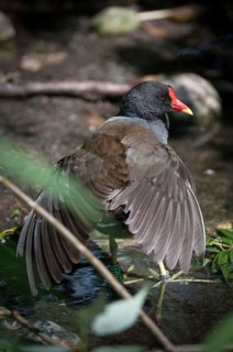 Gallinula chloropus, bogs, pond grouse, pond rail, birds, gruiformes, high size, portrait, crane
