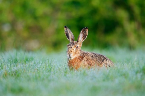 European hare (Lepus europaeus) sitting in a meadow and eating grasses, North Rhine-Westphalia,