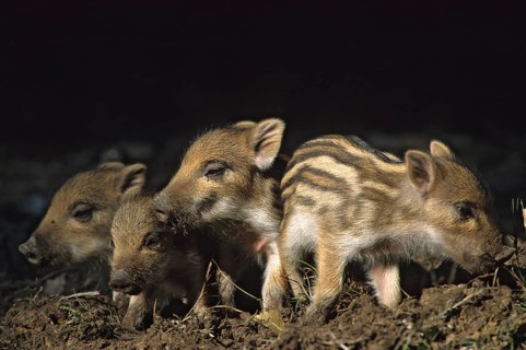 Artiodactyla, even-toed ungulate, cloven-hoofed, wild boar, sus scrofa, wild boar, newbie,