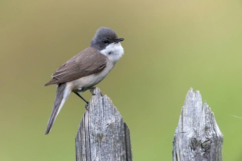 Rattleswarbler, Lesser Whitethroat, Sylvia Curruca, Birds, Garden, Garden Fence, Song, Passeri,