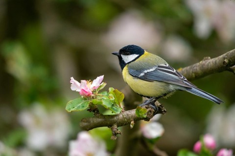 Great tit, great tit, fruit tree blossom, parus major, birds, spring, garden birds, tits, passeri,