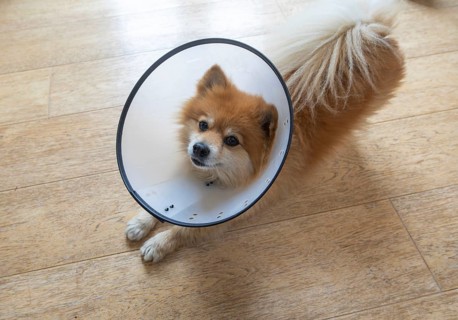Pomeranian pet dog wearing an Elizabethan collar