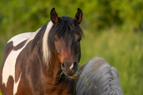 A brown horse with a white spot is standing in a field on a sunny day. He eats grass as he looks