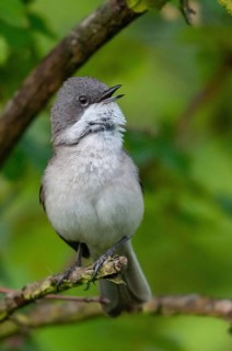 Brandenburg, Germany, rattleshipper, Lesser whitethroat, Nabu, national natural heritage, natural