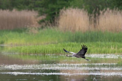 Crane (Grus grus) flying over a fish pond covered in water buttercups, Lusatia, Saxony, Germany